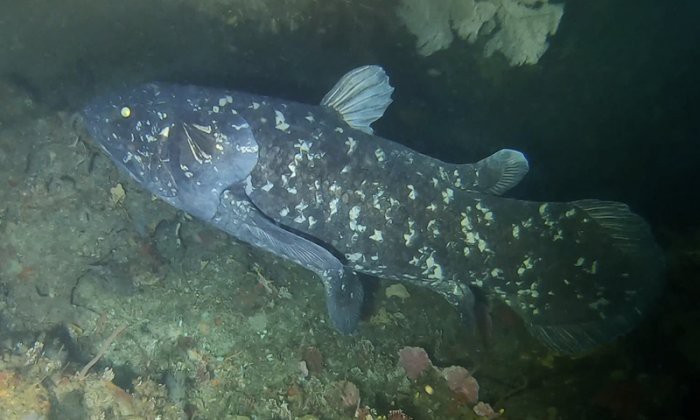 腔棘魚還剩多少只【腔棘魚生存密碼——全球現存腔棘魚種群現存密碼】