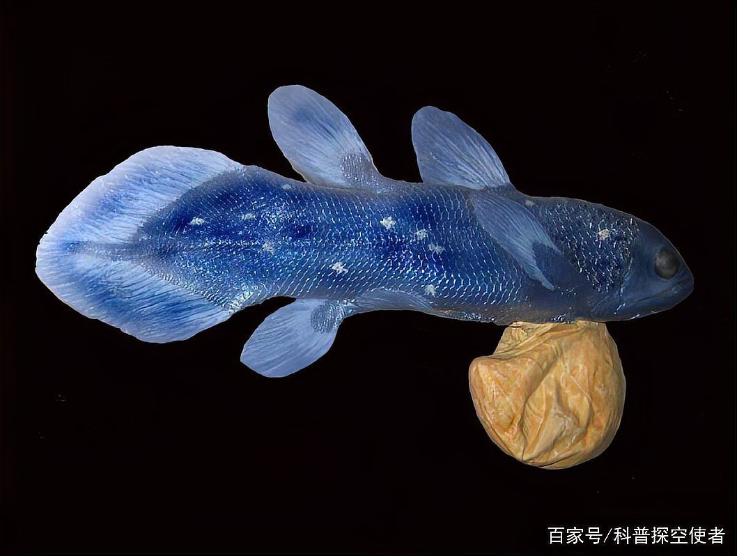 腔棘魚還剩多少只【腔棘魚生存密碼——全球現存腔棘魚種群現存密碼】