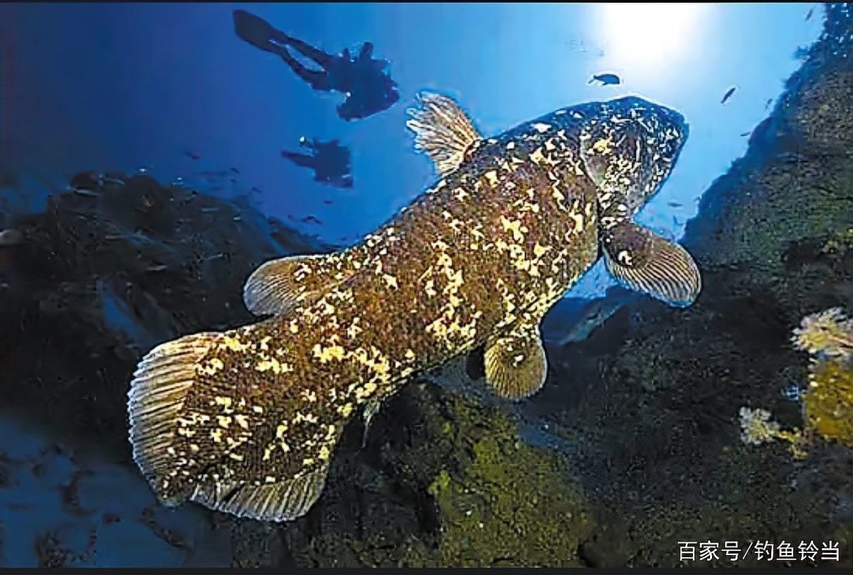 腔棘魚還剩多少只【腔棘魚生存密碼——全球現存腔棘魚種群現存密碼】