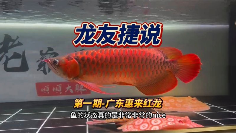 胡爾勒龍魚店【胡爾勒龍魚店聯(lián)系方式在哪里胡爾勒龍魚店聯(lián)系方式】