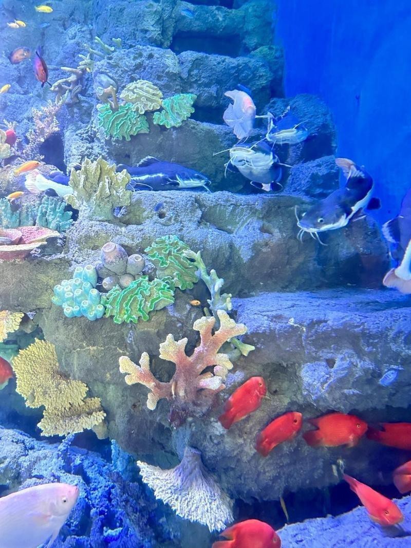 紫金水族店【探尋水下世界的奇妙小店】