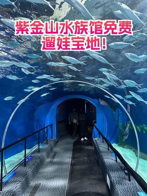 紫金水族店【探尋水下世界的奇妙小店】