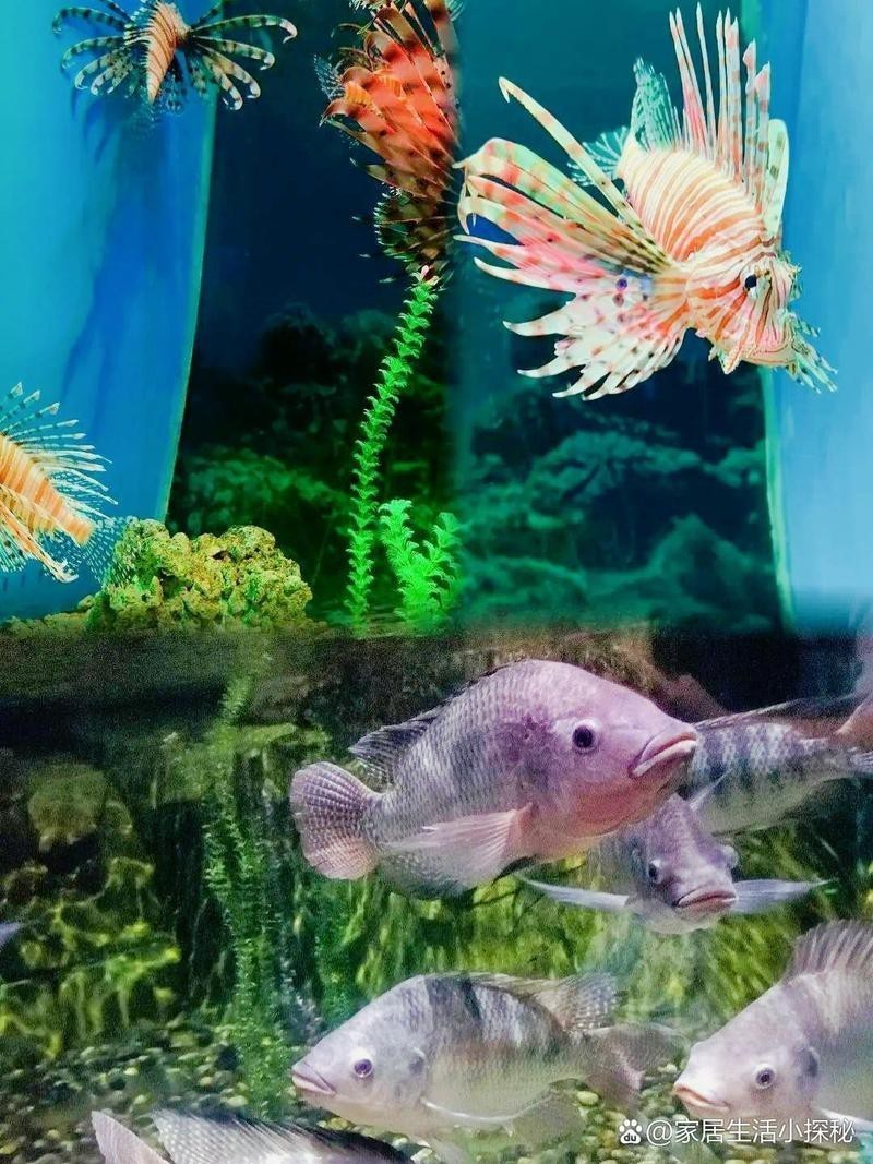 菏澤水族店【菏澤有哪些水族品牌】 全國水族館企業名錄 第2張 菏澤水族店【菏澤有哪些水族品牌】 菏澤水族店【菏澤有哪些水族品牌】 全國水族館企業名錄 第2張