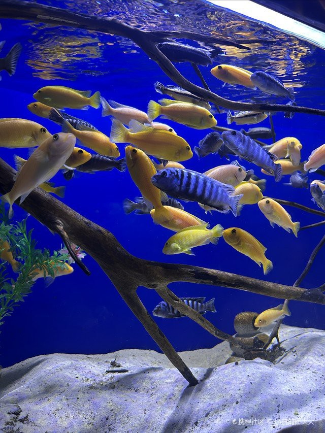 菏澤水族店【菏澤有哪些水族品牌】 全國水族館企業名錄 第3張 菏澤水族店【菏澤有哪些水族品牌】 菏澤水族店【菏澤有哪些水族品牌】 全國水族館企業名錄 第3張