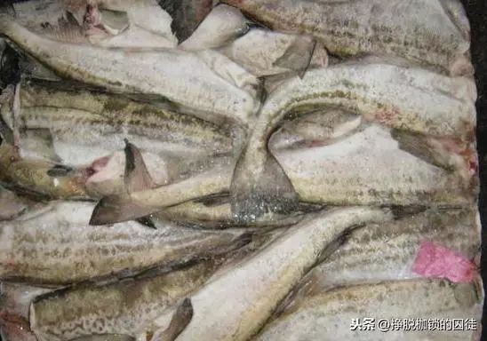 冷凍的無頭魚是什么魚【市場上常見的“無頭魚”到底是什么魚】 冷凍的無頭魚是什么魚【市場上常見的“無頭魚”到底是什么魚】 龍魚百科 第2張