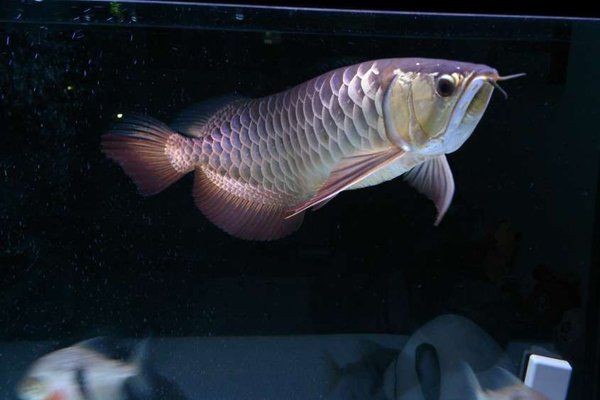 龍魚高背是雜魚還是高級魚【魚生科技，高背金龍】