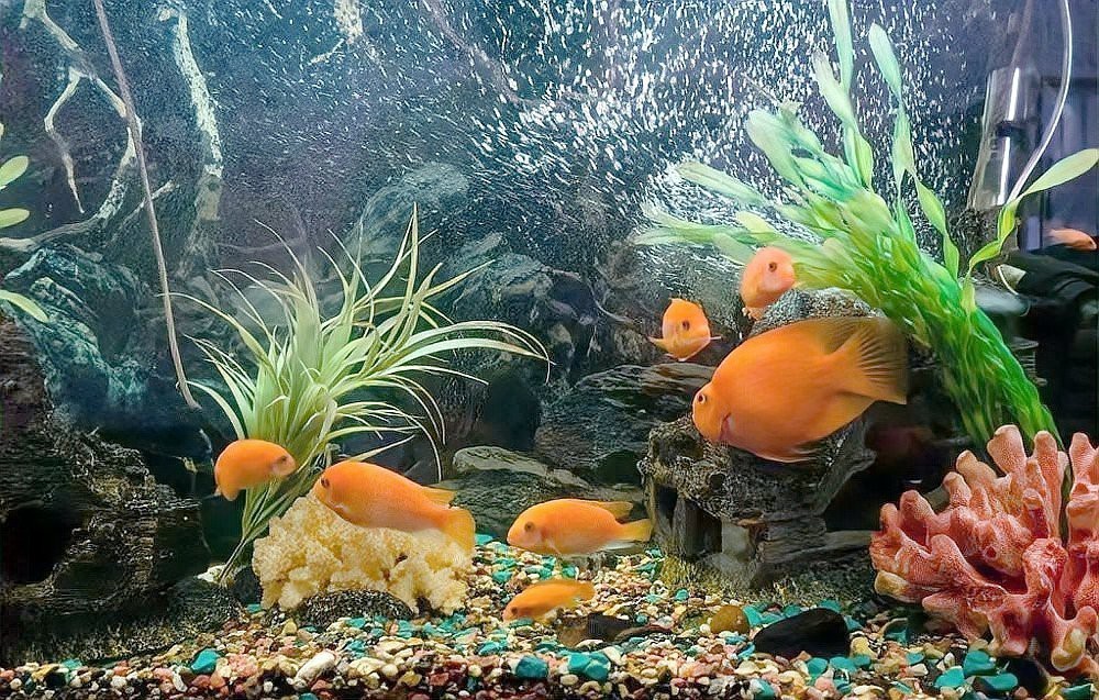 屬龍人養魚有哪些禁忌顏色？【屬龍人養什么品種的魚最好？】