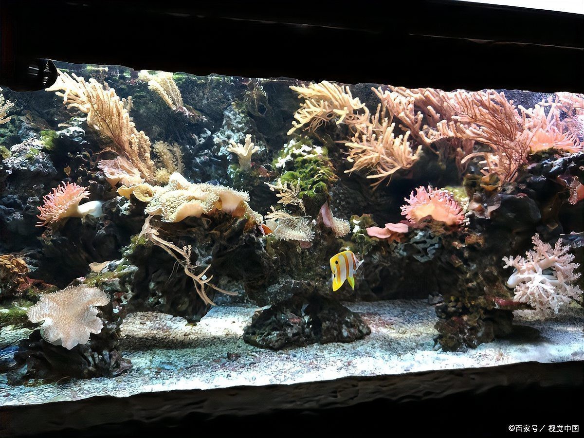 屬龍人養魚有哪些禁忌顏色？【屬龍人養什么品種的魚最好？】