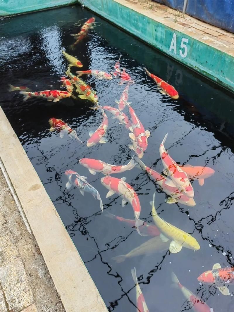 錦鯉圖片【《錦鯉圖片：水中靈動之美的視覺盛宴》**】