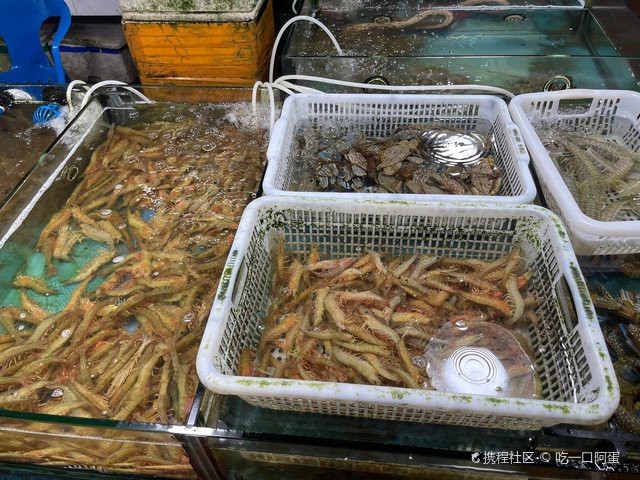 防城港龍魚店【水族世界的璀璨明珠防城港龍魚店】