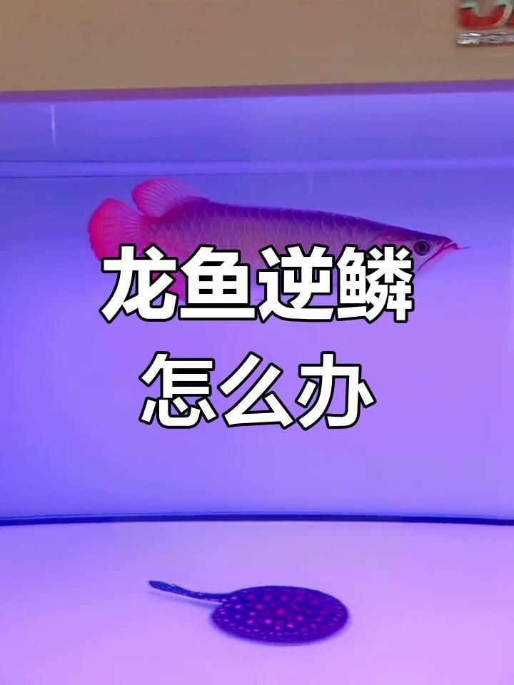 哪種治療方法對龍魚立鱗最有效？【龍魚立鱗怎么辦】