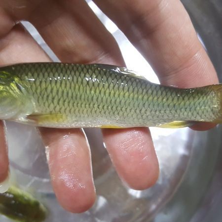 綠翡翠魚是產卵還是生小魚呢【綠翡翠魚怎么繁殖】