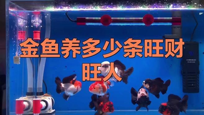 金魚一般買幾條最吉利【關于金魚買幾條最吉利，有多種說法，從傳統風水來看】