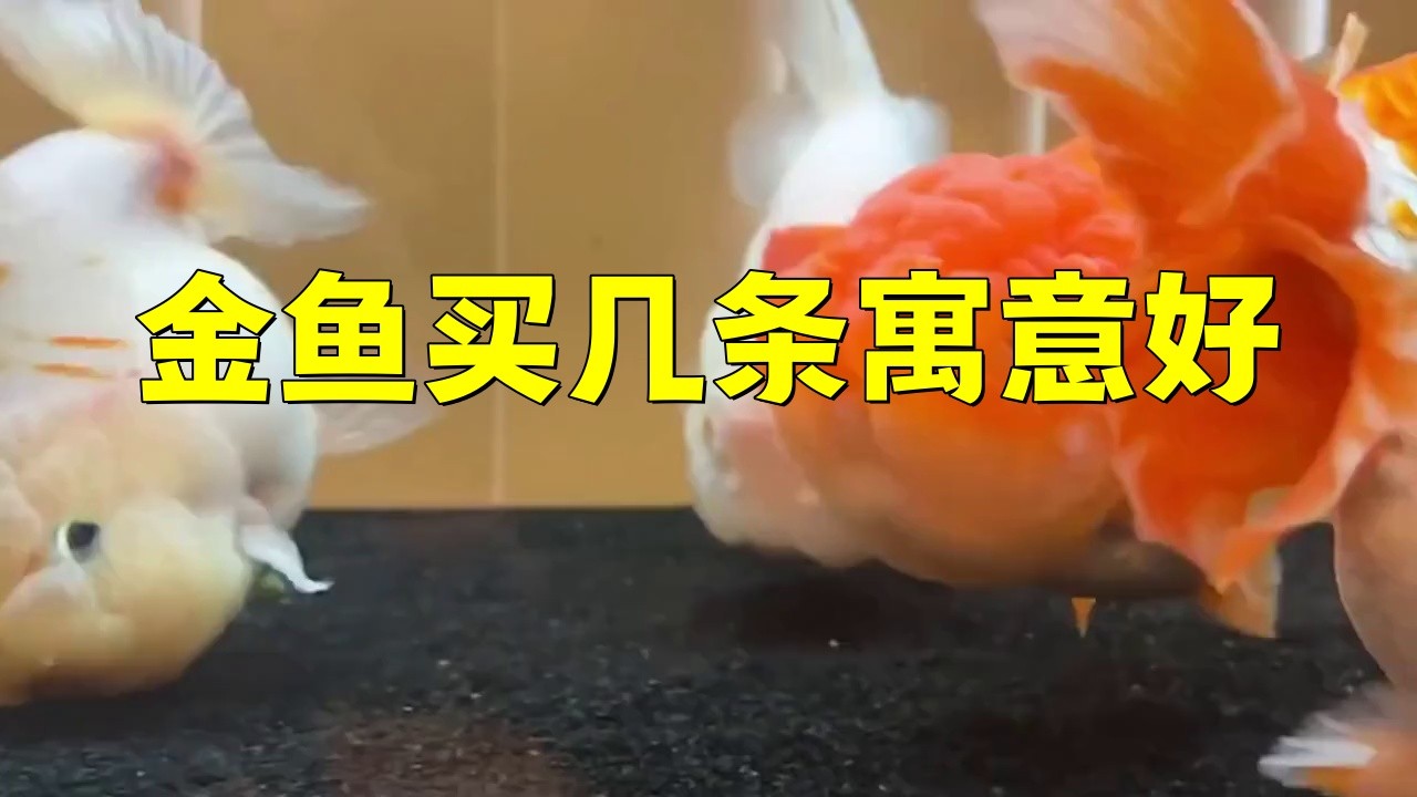 金魚一般買幾條最吉利【關于金魚買幾條最吉利，有多種說法，從傳統風水來看】