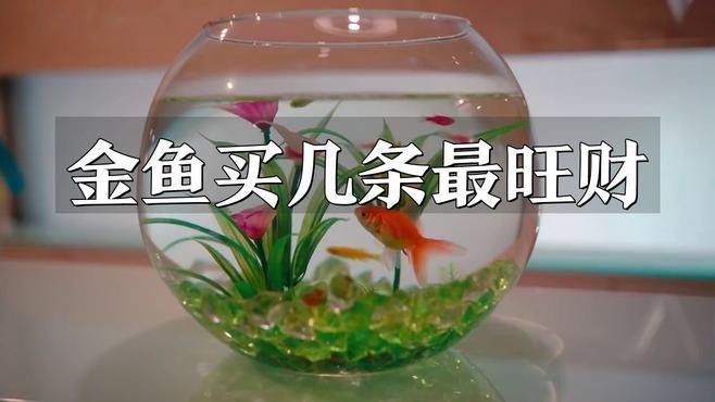 金魚一般買幾條最吉利【關于金魚買幾條最吉利，有多種說法，從傳統風水來看】