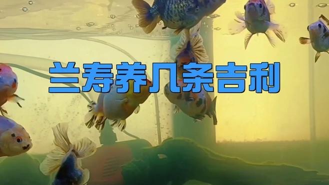 金魚一般買幾條最吉利【關于金魚買幾條最吉利，有多種說法，從傳統風水來看】