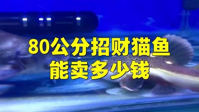 發財貓魚價格多少一條【招財貓魚多少錢】