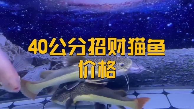 發財貓魚價格多少一條【招財貓魚多少錢】