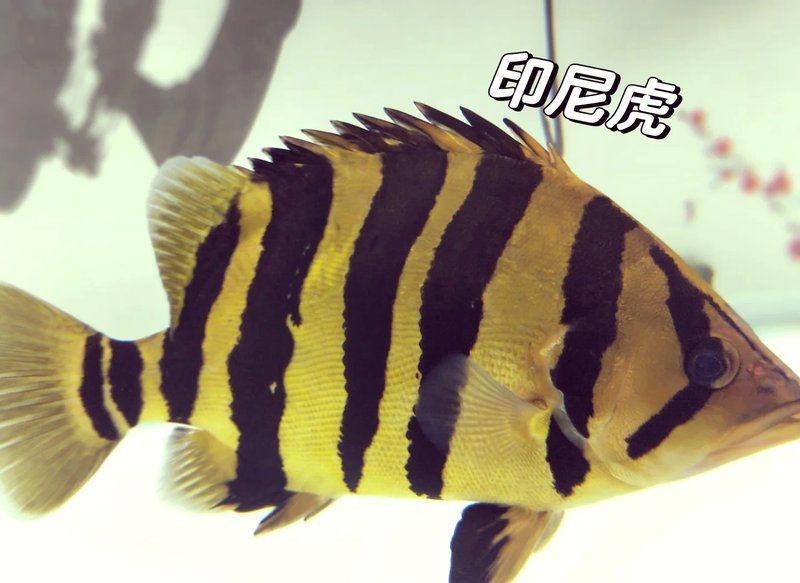 虎魚的品相【《虎魚的品相》虎魚的品相評判標準，優質虎魚的體型特征】