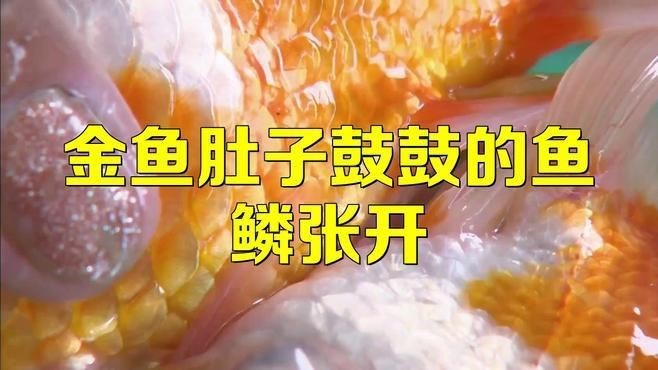 魚豎鱗病有哪些治療方法？【豎鱗病的治療方法】