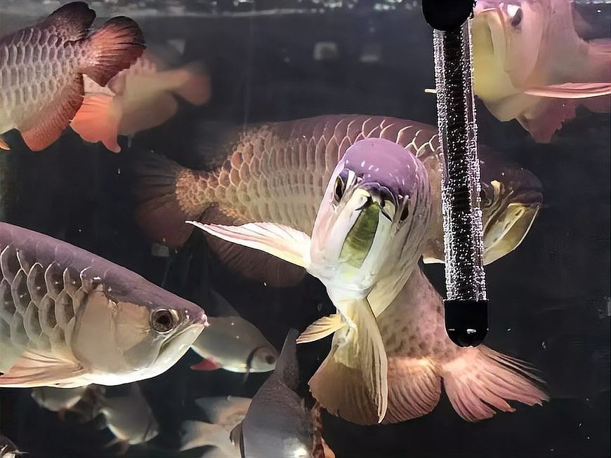 龍魚養單不養雙的具體實例【實戰7條龍魚，才總結出的選魚購魚經驗教訓！】