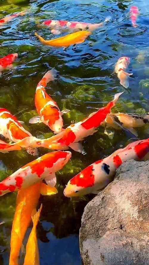 紅龍魚攝影技巧分享【《紅龍魚攝影技巧分享》】