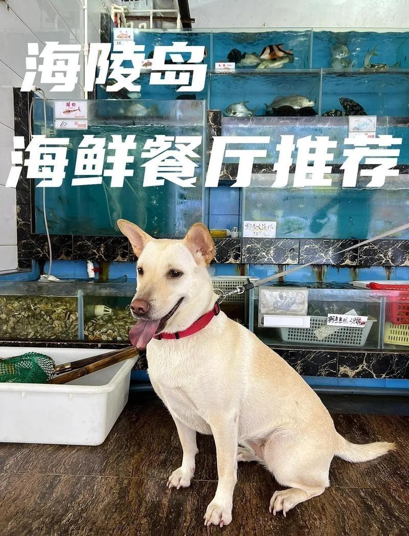 陽江龍魚店【陽江龍魚店有哪些特色】