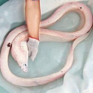 龍王魚學名是什么【皇帶魚和美麗硬仆骨舌魚兩大類\