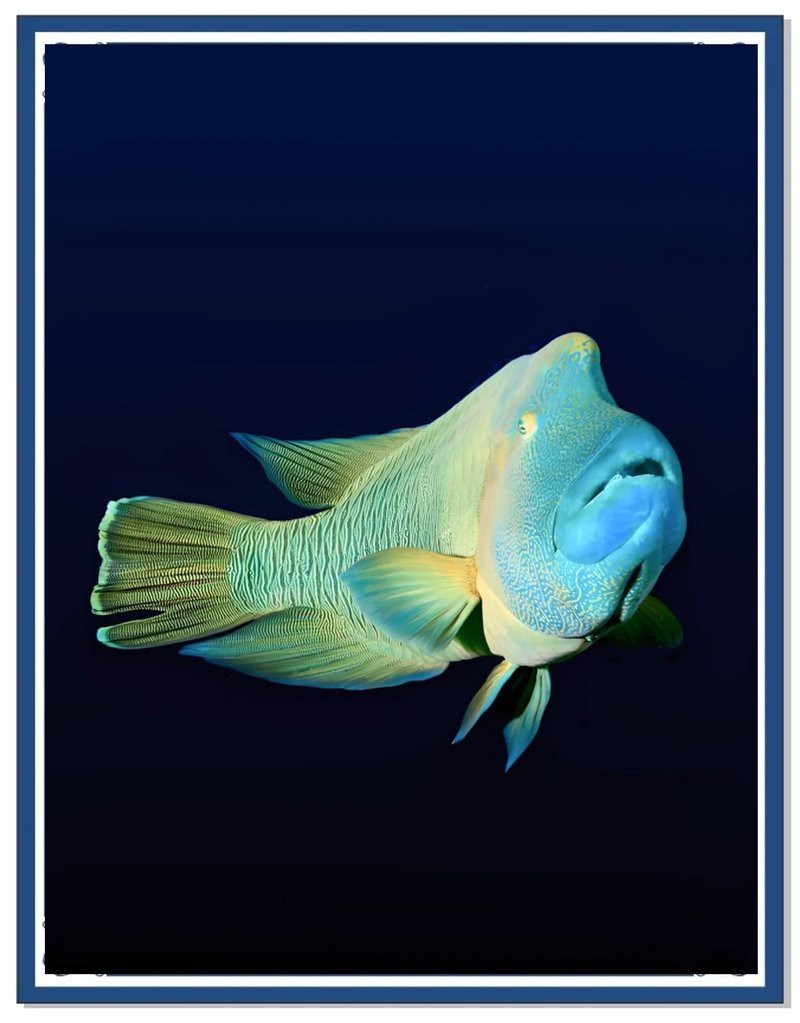 龍王魚學(xué)名是什么【皇帶魚和美麗硬仆骨舌魚兩大類\
