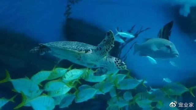 江門水族店【江門市新會區(qū)睦洲悅霞水族店怎么樣】