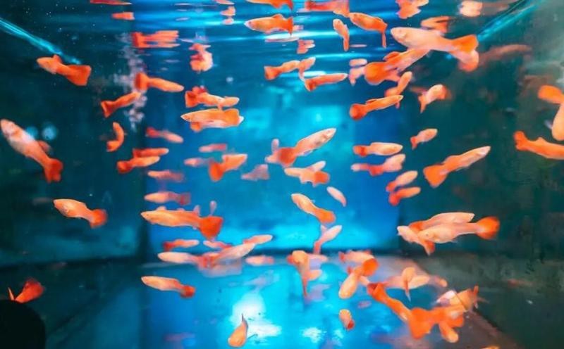 高州水族店【高州水族店哪家口碑最好】