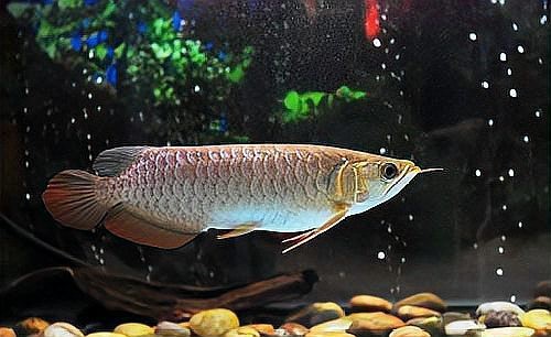 龍魚(yú)立鱗病可以自愈嗎？【龍魚(yú)立鱗病可以自愈嗎】