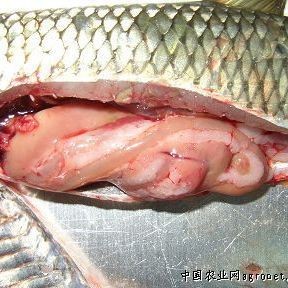 如何治療魚類的腸炎？【**魚類腸炎怎么治療效果最好治療魚腸炎用什么藥效果好】