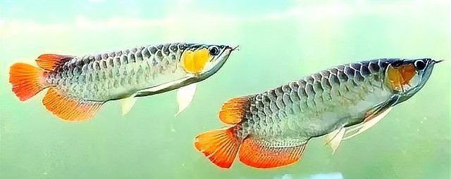 如何治療魚類的腸炎？【**魚類腸炎怎么治療效果最好治療魚腸炎用什么藥效果好】