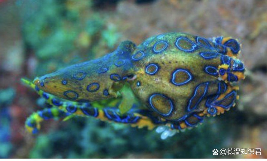 藍面財神魚和血艷紅哪個更毒【關于藍面財神魚的問題】