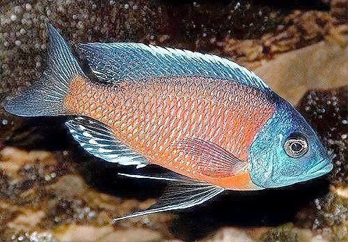 藍面財神魚和血艷紅哪個更毒【關于藍面財神魚的問題】