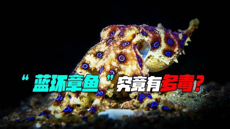 藍面財神魚和血艷紅哪個更毒【關于藍面財神魚的問題】