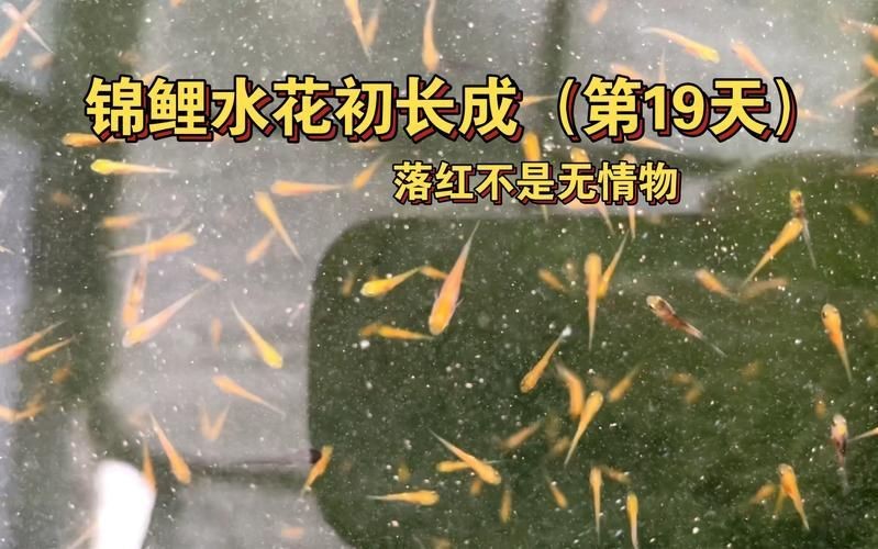 錦鯉的變色過程圖片【《錦鯉變色過程：奇妙色彩的漸變之旅》】