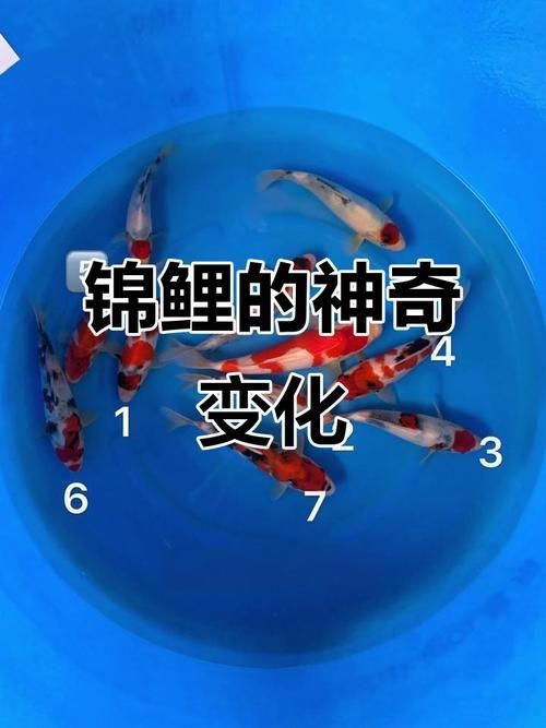 錦鯉的變色過(guò)程圖片【《錦鯉變色過(guò)程：奇妙色彩的漸變之旅》】