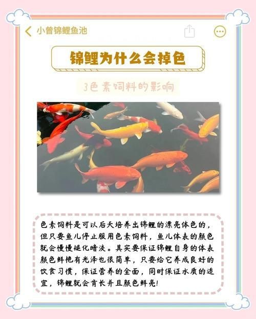 錦鯉的變色過(guò)程圖片【《錦鯉變色過(guò)程：奇妙色彩的漸變之旅》】
