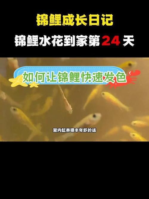 錦鯉的變色過(guò)程圖片【《錦鯉變色過(guò)程：奇妙色彩的漸變之旅》】
