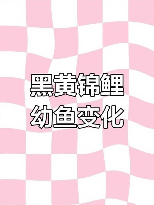 錦鯉的變色過(guò)程圖片【《錦鯉變色過(guò)程：奇妙色彩的漸變之旅》】