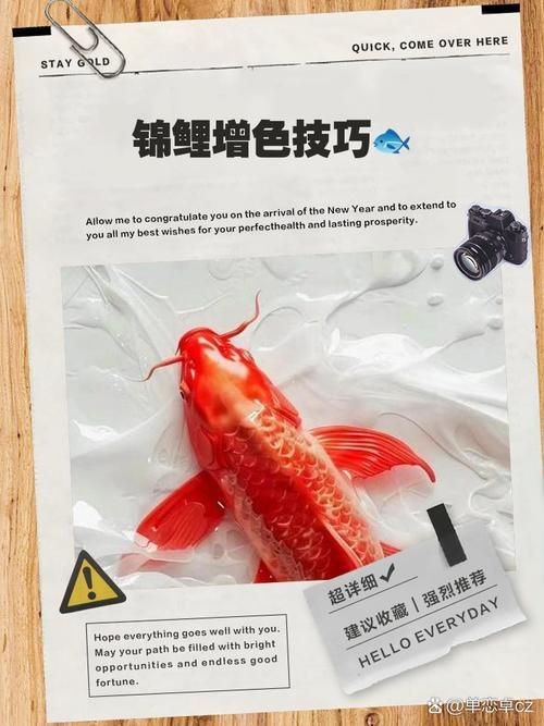 錦鯉的變色過(guò)程圖片【《錦鯉變色過(guò)程：奇妙色彩的漸變之旅》】