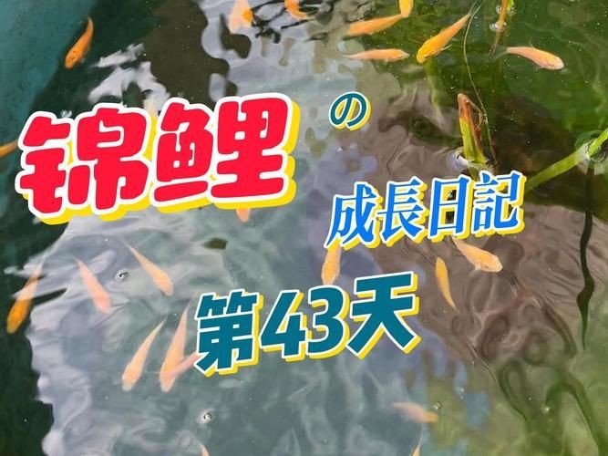 錦鯉的變色過(guò)程圖片【《錦鯉變色過(guò)程：奇妙色彩的漸變之旅》】