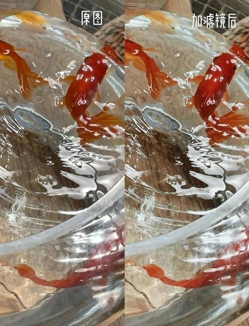 錦鯉的變色過(guò)程圖片【《錦鯉變色過(guò)程：奇妙色彩的漸變之旅》】