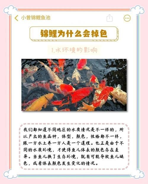 錦鯉的變色過(guò)程圖片【《錦鯉變色過(guò)程：奇妙色彩的漸變之旅》】