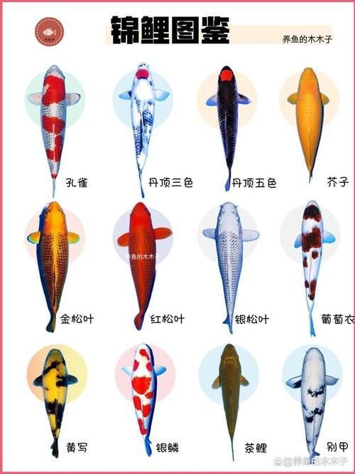 錦鯉的變色過(guò)程圖片【《錦鯉變色過(guò)程：奇妙色彩的漸變之旅》】