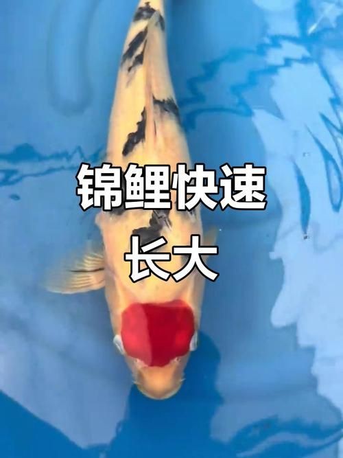 錦鯉的變色過(guò)程圖片【《錦鯉變色過(guò)程：奇妙色彩的漸變之旅》】