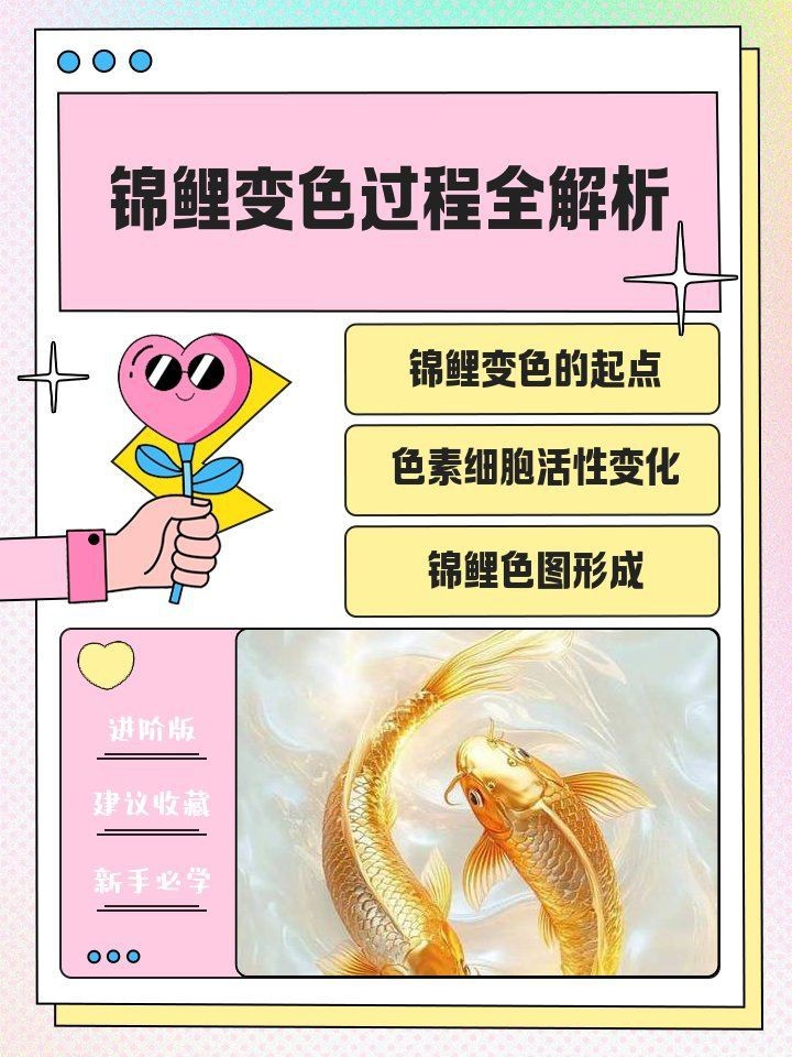 錦鯉的變色過(guò)程圖片【《錦鯉變色過(guò)程：奇妙色彩的漸變之旅》】