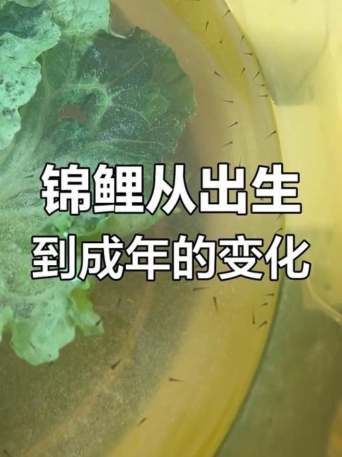錦鯉的變色過(guò)程圖片【《錦鯉變色過(guò)程：奇妙色彩的漸變之旅》】